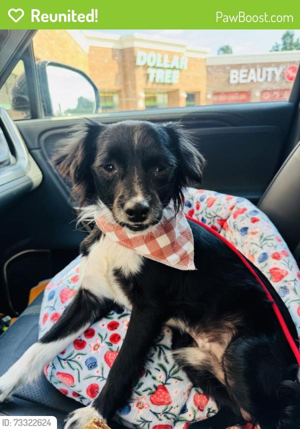 Reunited Male Dog last seen Near Garland St, Memphis, TN 38104, USA, Memphis, TN 38104