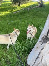Lost Female Dog last seen Bellflower, Downey, CA 90241
