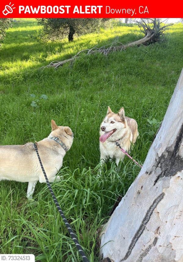 Lost Female Dog last seen Bellflower, Downey, CA 90241