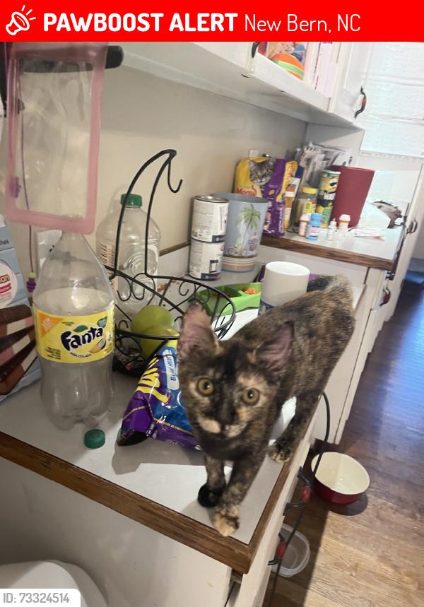 Lost Female Cat last seen Glen Burnie/near HJ McDonald, New Bern, NC 28562