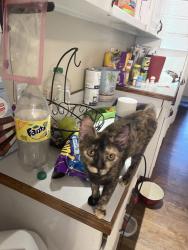 Lost Female Cat last seen Glen Burnie/near HJ McDonald, New Bern, NC 28562