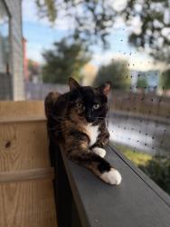 Reunited Female Cat last seen USAA Building, San Antonio, TX 78240