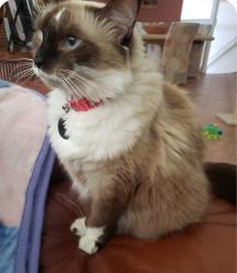 Reunited Female Cat last seen Preston G in Century Village, Boca Raton, FL 33434
