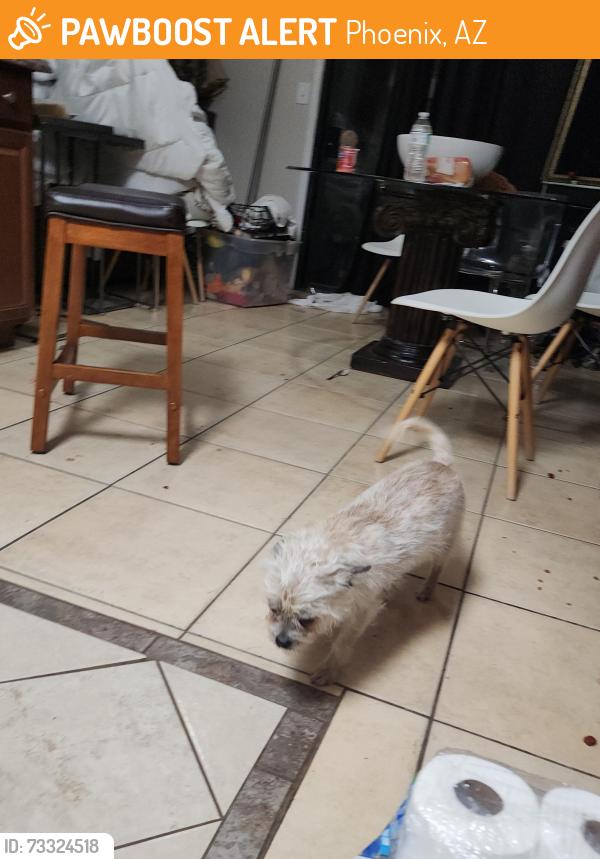 Found/Stray Female Dog last seen 19th bell, Phoenix, AZ 85023