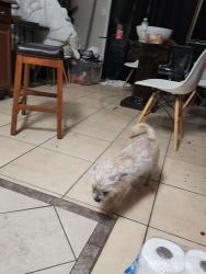 Found/Stray Female Dog last seen 19th bell, Phoenix, AZ 85023