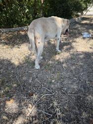 Found/Stray Male Dog last seen Everhart and Oso Parkway, Corpus Christi, TX 78413
