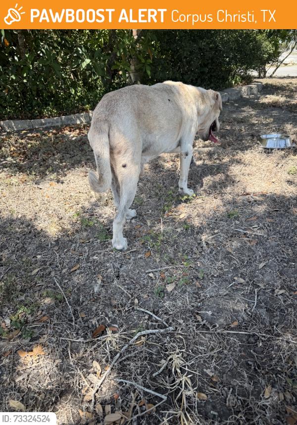Found/Stray Male Dog last seen Everhart and Oso Parkway, Corpus Christi, TX 78413