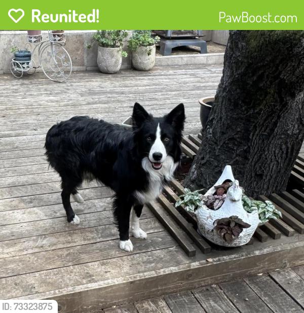 Reunited Male Dog last seen First street and e Thomson, Sonoma, CA 95476