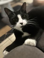Reunited Male Cat last seen Columbus y la broadway 33619, Tampa, FL 33619