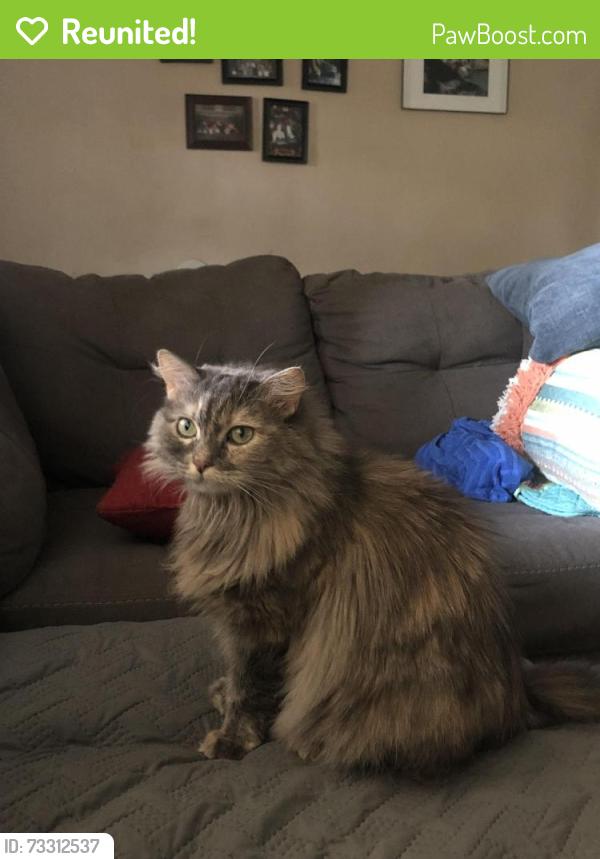 Reunited Female Cat last seen 31st and H street, San Bernardino, San Bernardino, CA 92405
