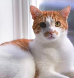 Reunited Male Cat last seen Near sigel street, Philadelphia, PA 19145