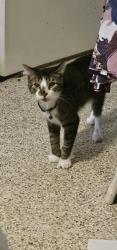 Lost Male Cat last seen Sunset blvd, Jensen Beach, FL 34957