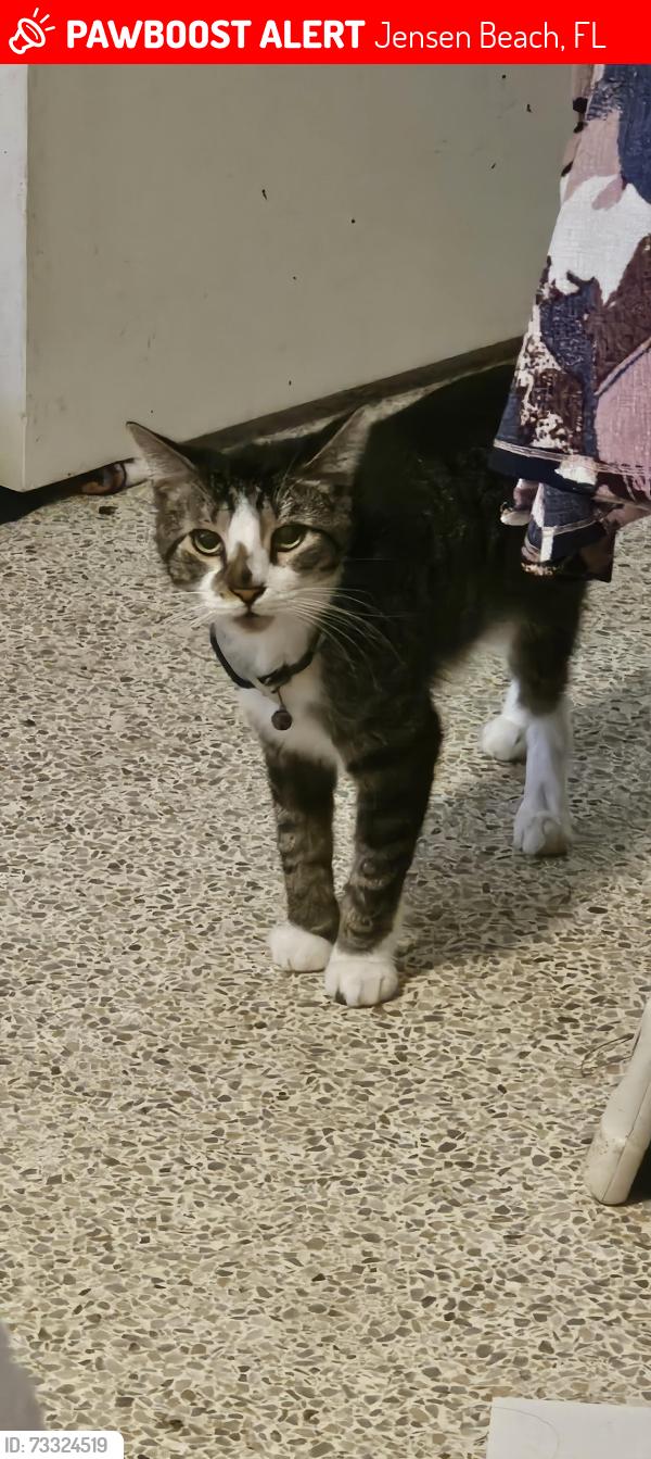 Lost Male Cat last seen Sunset blvd, Jensen Beach, FL 34957