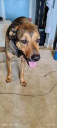 Reunited Male Dog last seen Outer Loop, Louisville, KY 40118