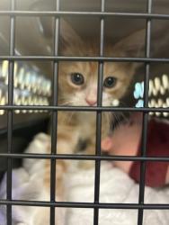 Shelter Stray Male Cat last seen Americus Avenue, VIRGINIA BEACH, VA, 23451, 341 S Birdneck Rd, Virginia Beach, VA 23451, USA