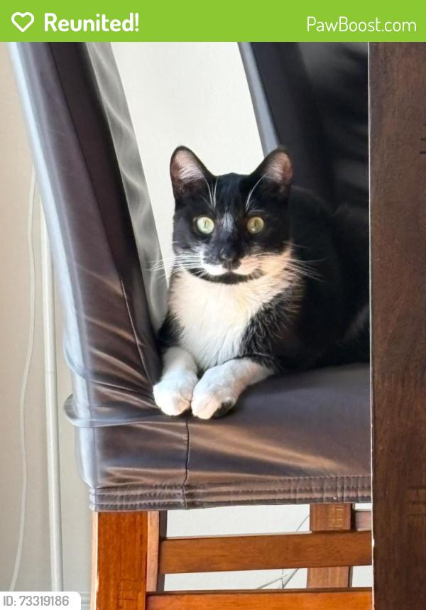 Reunited Male Cat last seen Winston Churchill and eglinton, Mississauga, ON L5M 0W6