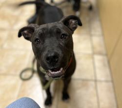 Shelter Stray Female Dog last seen Near NE MLK Blvd - Fox Run RV Park, PORTLAND, OR, 97211, 1700 W Historic Columbia River Hwy, Troutdale, OR 97060, USA