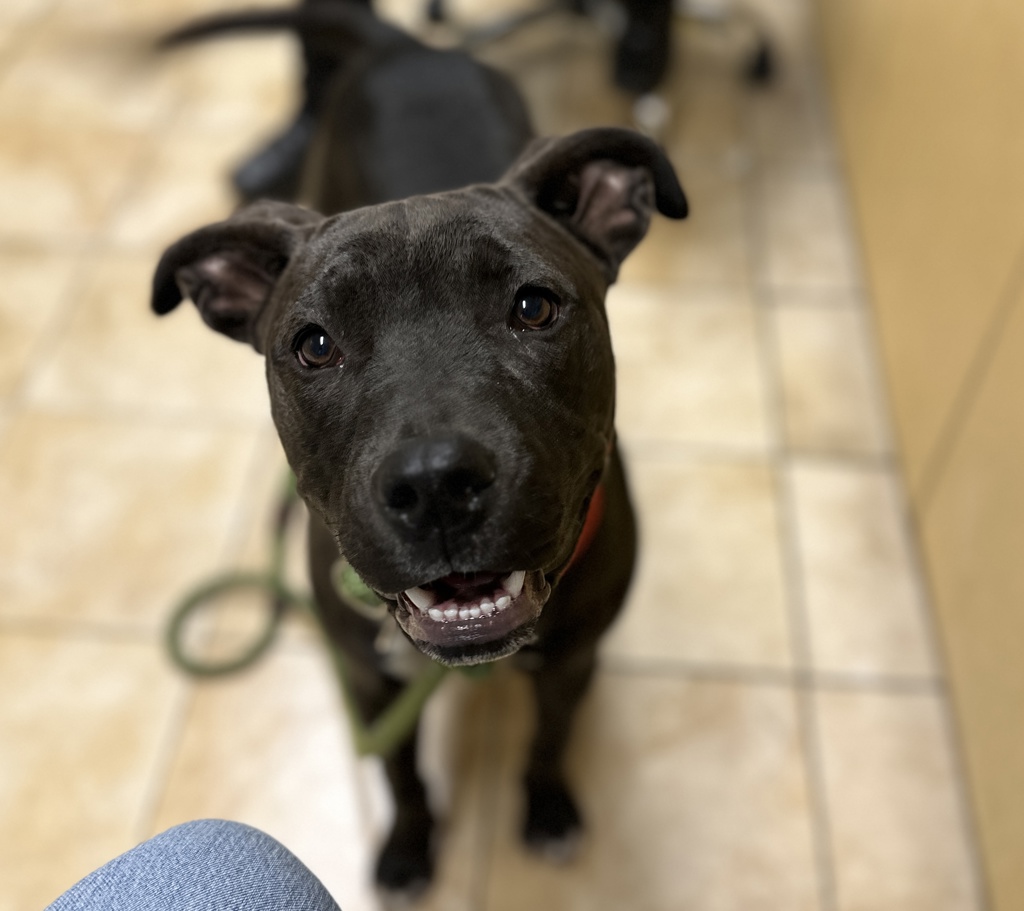 Shelter Stray Female Dog last seen Near NE MLK Blvd - Fox Run RV Park, PORTLAND, OR, 97211, 1700 W Historic Columbia River Hwy, Troutdale, OR 97060, USA