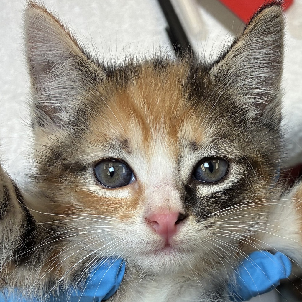 Shelter Stray Female Cat last seen 130th/Powell, OR, 1700 W Historic Columbia River Hwy, Troutdale, OR 97060, USA