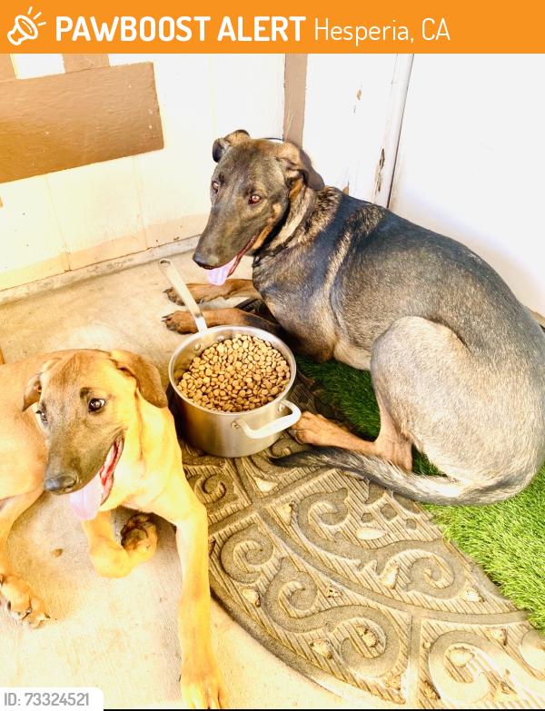 Found/Stray Female Dog last seen Hesperia, Hesperia, CA 92340