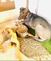 Found/Stray Female Dog last seen Hesperia, Hesperia, CA 92340