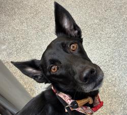Shelter Stray Female Dog last seen OWNER SURRENDER, OR, 1700 W Historic Columbia River Hwy, Troutdale, OR 97060, USA