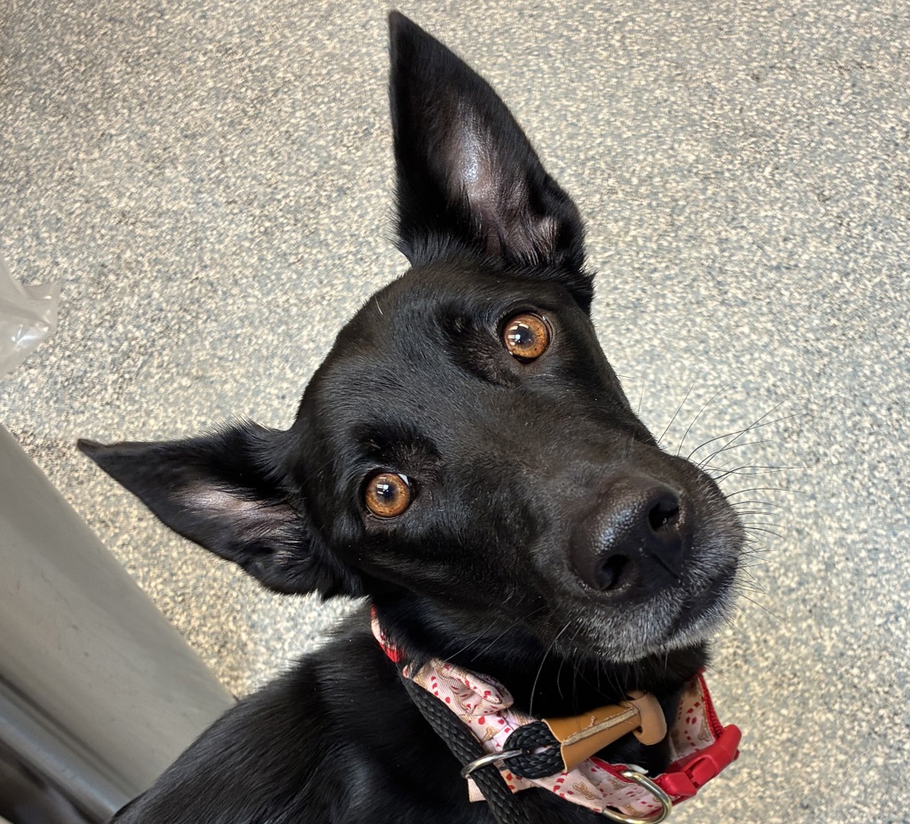 Shelter Stray Female Dog last seen OWNER SURRENDER, OR, 1700 W Historic Columbia River Hwy, Troutdale, OR 97060, USA