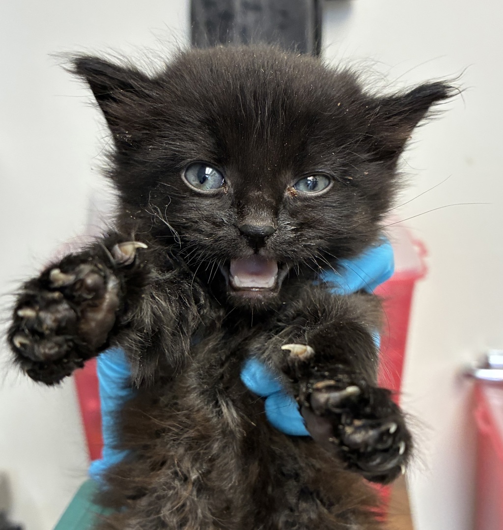 Shelter Stray Female Cat last seen Powell/Powell loop, OR, 1700 W Historic Columbia River Hwy, Troutdale, OR 97060, USA