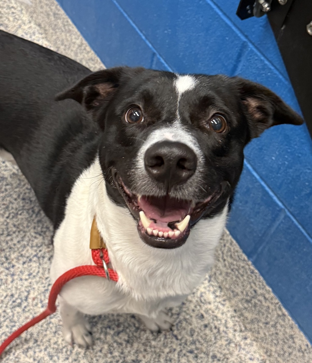 Shelter Stray Male Dog last seen 124/ N Huron St, Westminster, CO, 80234, 580 McIntyre St, Golden, CO 80401, USA