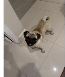 Reunited Male Dog last seen N Andrews and NW 41st, Oakland Park, FL 33309