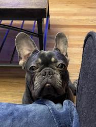 Reunited Male Dog last seen Detroit and Harrison, Hammond, IN 46320