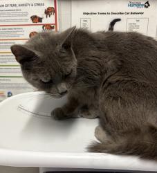 Shelter Stray Female Cat last seen Near W 15th Ave, Escondido, CA, 92025, Escondido, CA 92027, USA