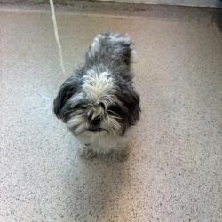 Shelter Stray Female Dog last seen Unknown. dropped off at 101st precinct, FAR ROCKAWAY, NY, 11691, 326 E 110th St, New York, NY 10029, USA