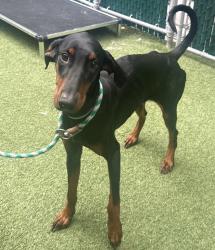 Shelter Stray Female Dog last seen Near Fountain ave Brooklyn, BROOKLYN, NY, 11239, 326 E 110th St, New York, NY 10029, USA