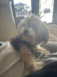 Reunited Female Dog last seen Little Creek Church Rd, Clayton, NC 27520
