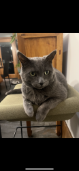 Reunited Male Cat last seen Portage avenue, Winnipeg, MB R3G 1G7