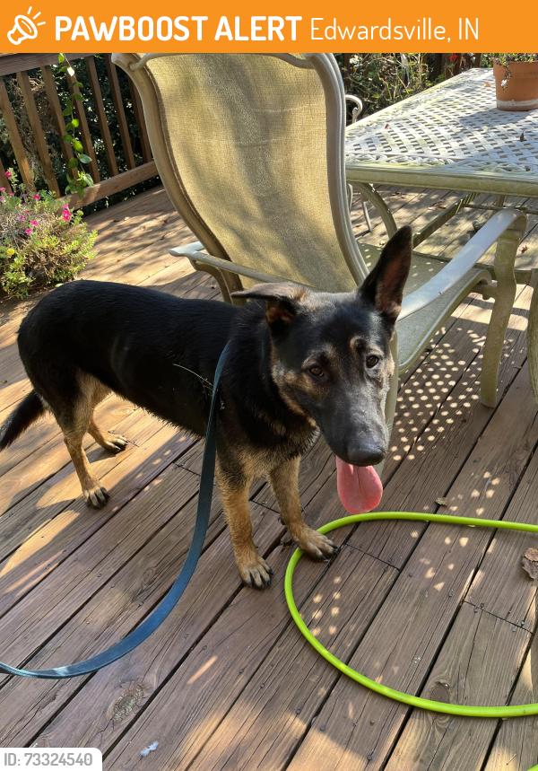 Found/Stray Male Dog last seen Near Polly Freeze, Edwardsville, IN 47122