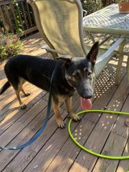 Found/Stray Male Dog last seen Near Polly Freeze, Edwardsville, IN 47122