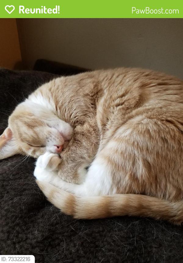 Reunited Female Cat last seen Lincoln park area, Duluth, MN 55806
