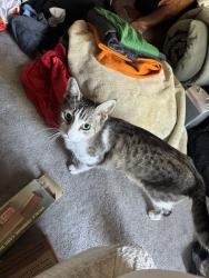 Reunited Unknown Cat last seen Hester Ave and The Alameda, San Jose, CA 95126