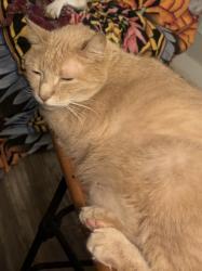 Lost Male Cat last seen Six pines/north millbend, The Woodlands, TX 77380
