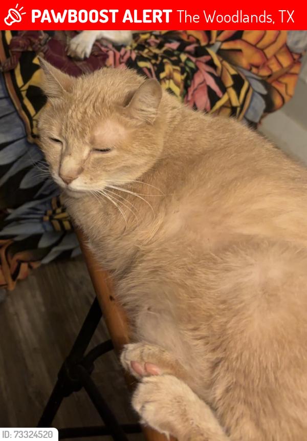Lost Male Cat last seen Six pines/north millbend, The Woodlands, TX 77380