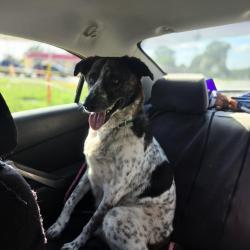 Reunited Male Dog last seen Liberty rd, Archdale, NC 27263