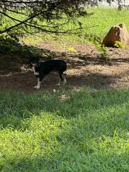 Found/Stray Unknown Dog last seen Redan Rd and S Hairston Rd, DeKalb County, GA 30083