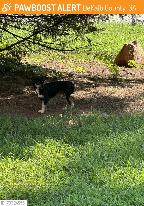 Found/Stray Unknown Dog last seen Redan Rd and S Hairston Rd, DeKalb County, GA 30083