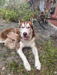 Found/Stray Male Dog last seen 64th ave, Sunrise, FL 33313
