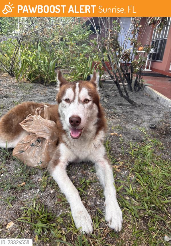 Found/Stray Male Dog last seen 64th ave, Sunrise, FL 33313
