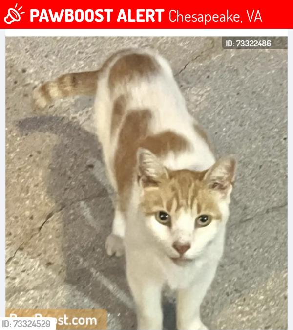 Lost Male Cat last seen Greystone Subdivision, Chesapeake, VA 23320