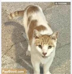 Lost Male Cat last seen Greystone Subdivision, Chesapeake, VA 23320