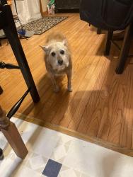 Reunited Female Dog last seen whisper wood subdivision watauga Tn, Watauga, TN 37694
